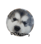 Crystal HasMara Dogs（個別スタンプ：13）