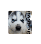 Crystal HasMara Dogs（個別スタンプ：15）