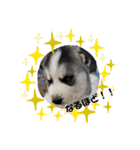 Crystal HasMara Dogs（個別スタンプ：16）