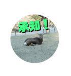ならしか ～奈良の鹿たちの日常～（個別スタンプ：2）