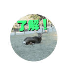 ならしか ～奈良の鹿たちの日常～（個別スタンプ：3）