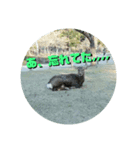 ならしか ～奈良の鹿たちの日常～（個別スタンプ：4）