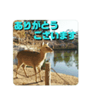 ならしか ～奈良の鹿たちの日常～（個別スタンプ：5）