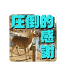 ならしか ～奈良の鹿たちの日常～（個別スタンプ：6）