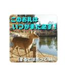 ならしか ～奈良の鹿たちの日常～（個別スタンプ：7）