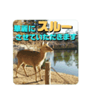 ならしか ～奈良の鹿たちの日常～（個別スタンプ：8）