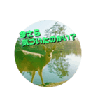 ならしか ～奈良の鹿たちの日常～（個別スタンプ：11）