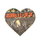 ならしか ～奈良の鹿たちの日常～（個別スタンプ：13）