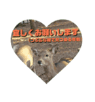 ならしか ～奈良の鹿たちの日常～（個別スタンプ：14）