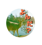ならしか ～奈良の鹿たちの日常～（個別スタンプ：23）