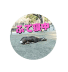 ならしか ～奈良の鹿たちの日常～（個別スタンプ：25）