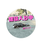 ならしか ～奈良の鹿たちの日常～（個別スタンプ：26）