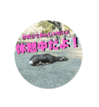 ならしか ～奈良の鹿たちの日常～（個別スタンプ：27）