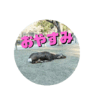 ならしか ～奈良の鹿たちの日常～（個別スタンプ：28）