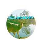 ならしか ～奈良の鹿たちの日常～（個別スタンプ：29）