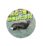 ならしか ～奈良の鹿たちの日常～（個別スタンプ：38）