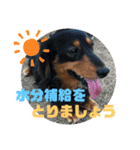 愛犬らっくはむ（個別スタンプ：1）