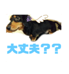 愛犬らっくはむ（個別スタンプ：4）