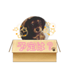 愛犬らっくはむ（個別スタンプ：6）