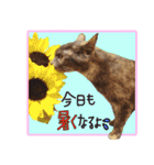 愉快な猫のお友達2（個別スタンプ：6）