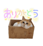 愉快な猫のお友達2（個別スタンプ：37）