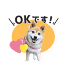 柴犬ひなこちゃん♫（個別スタンプ：3）