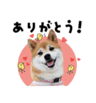 柴犬ひなこちゃん♫（個別スタンプ：5）