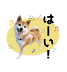 柴犬ひなこちゃん♫（個別スタンプ：6）