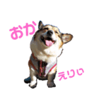 このたん一家2（個別スタンプ：8）