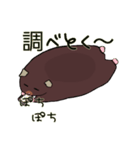 モルモットのCocoa（個別スタンプ：1）