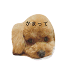 マロンのお友達と一緒（個別スタンプ：4）