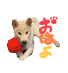 我が家のはむわん（個別スタンプ：1）