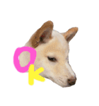 我が家のはむわん（個別スタンプ：2）