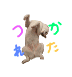 我が家のはむわん（個別スタンプ：6）