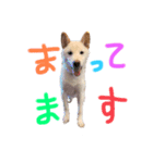 我が家のはむわん（個別スタンプ：10）