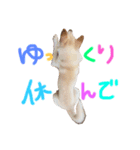 我が家のはむわん（個別スタンプ：11）