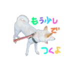 我が家のはむわん（個別スタンプ：12）