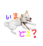 我が家のはむわん（個別スタンプ：13）