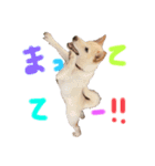 我が家のはむわん（個別スタンプ：16）