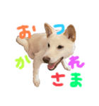 我が家のはむわん（個別スタンプ：17）