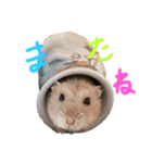 我が家のはむわん（個別スタンプ：23）