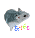 我が家のはむわん（個別スタンプ：26）