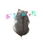 我が家のはむわん（個別スタンプ：28）