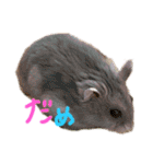 我が家のはむわん（個別スタンプ：31）