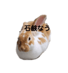 うちのみみちゃん。（個別スタンプ：5）