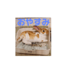 うちのみみちゃん。（個別スタンプ：7）