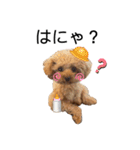 我が家のくまちゃん（プードル）（個別スタンプ：6）