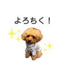 我が家のくまちゃん（プードル）（個別スタンプ：11）