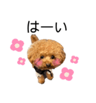 我が家のくまちゃん（プードル）（個別スタンプ：12）