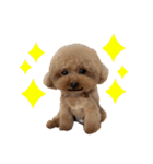 我が家のくまちゃん（プードル）（個別スタンプ：13）
